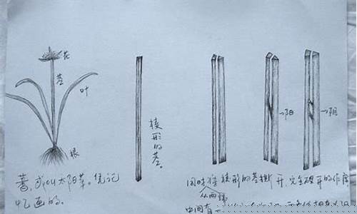网上哪个大师算命准