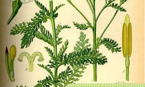 推荐一个网络算命大师