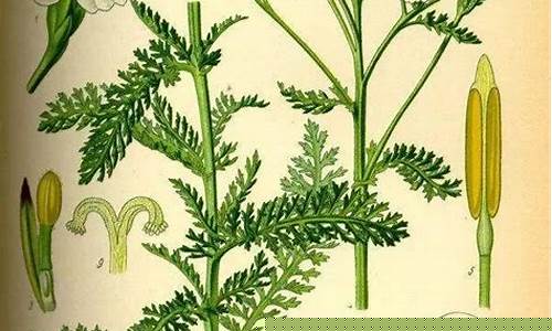 网络看卦算命软件有哪些