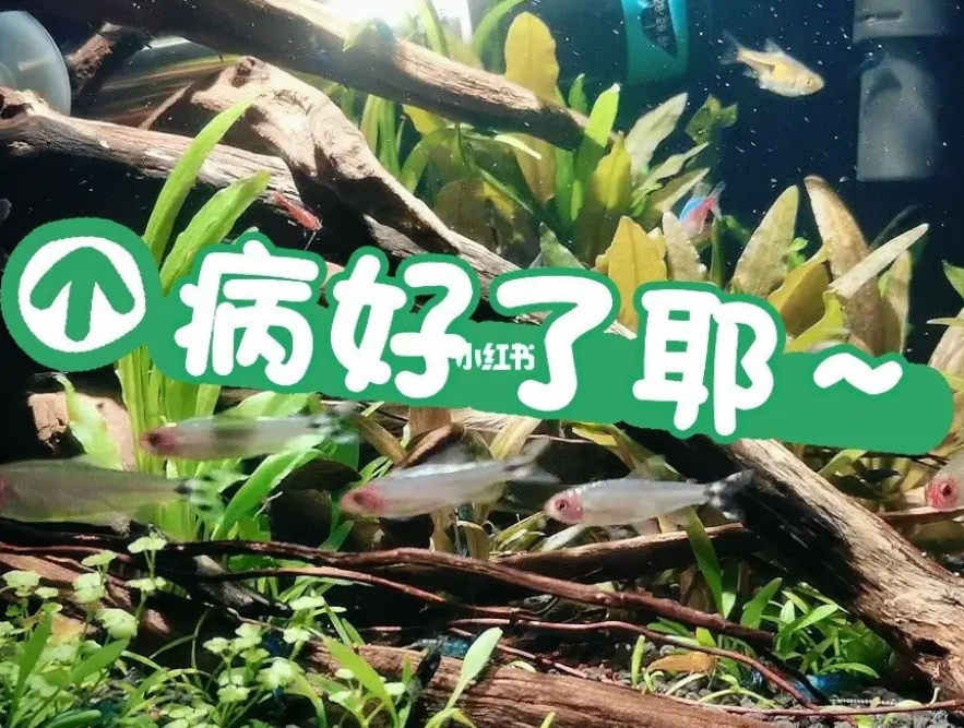 算命网